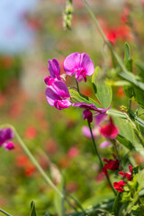 Obraz premium Des pois de senteur dans un jardin, entourés d'autres plantes colorées.