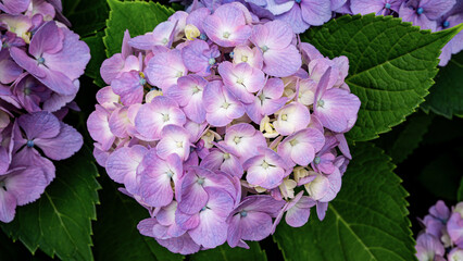 柔らかいグラデーションが魅せる紫陽花の花房