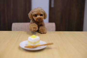ケーキを食べたいトイ・プードル