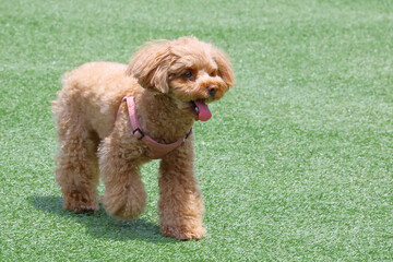 ドッグランを楽しむトイ・プードル