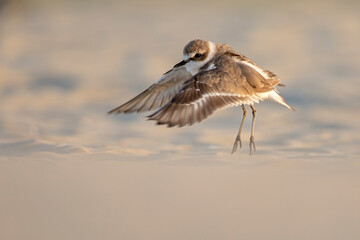 Kentish Plover (Charadrius alexandrinus) in natural habitat. Coastal bird photography ideal for...