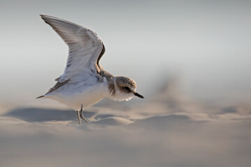 Kentish Plover (Charadrius alexandrinus) in natural habitat. Coastal bird photography ideal for nature, wildlife, and conservation projects.