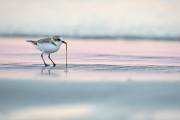 Kentish Plover (Charadrius alexandrinus) in natural habitat. Coastal bird photography ideal for...