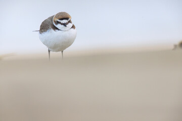 Kentish Plover (Charadrius alexandrinus) in natural habitat. Coastal bird photography ideal for nature, wildlife, and conservation projects.