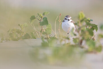 Kentish Plover (Charadrius alexandrinus) in natural habitat. Coastal bird photography ideal for nature, wildlife, and conservation projects.