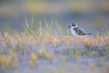 Kentish Plover (Charadrius alexandrinus) in natural habitat. Coastal bird photography ideal for nature, wildlife, and conservation projects.