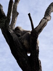 koala taking a nap in a tree © Yael