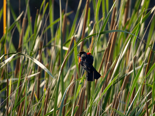 Red-winged Blackbird