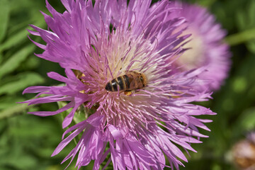 Psephellus whitewashed (lat. Psephellus dealbatus) is an herbaceous plant, a species of the genus...