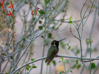 Costa's Hummingbird