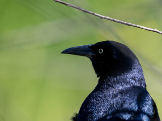Grackle