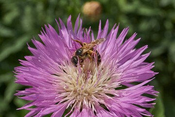 Psephellus whitewashed (lat. Psephellus dealbatus) is an herbaceous plant, a species of the genus...