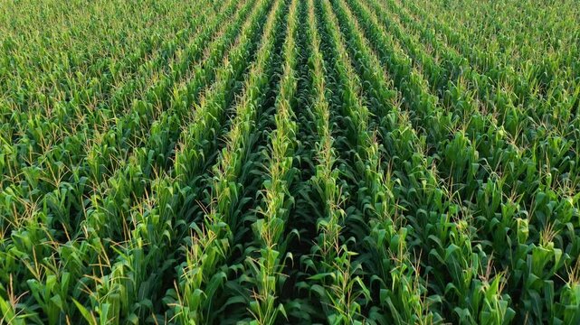 Lush green corn crop plantation field in diminishing perspective seen from the drone point of view, 4K