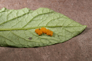 Colorado potato beetle eggs on a potato leaf are a danger to the crop. A close-up of eggs of a Colorado potato beetle on the underside of a leaf.