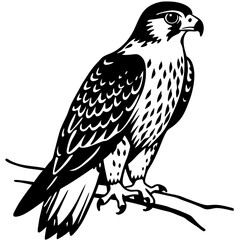 Fototapeta premium bird of prey