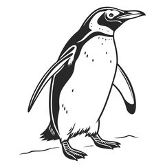 Fototapeta premium A detailed black and white illustration of a standing penguin on a white background