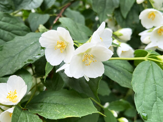 Close-up of blooming white jasmine flowers with vibrant green leaves