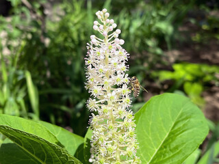 Bee Collecting Pollen from a Pokeweed Flower in a Sunny Garden