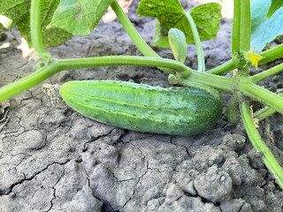 A ripe cucumber growing on the vine in a garden.