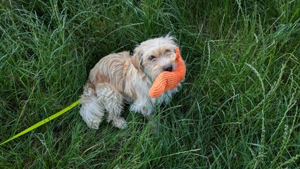 Fototapeta premium Hund mit Stofftier