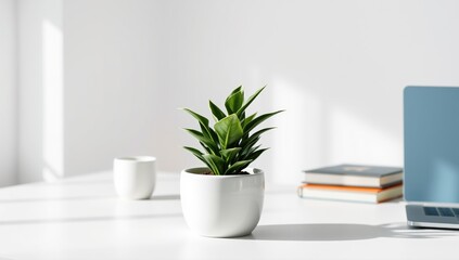 Potted plant on minimalistic desk with laptop and books in sunlight  
