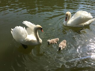 Couple of white swans with babies on the lake