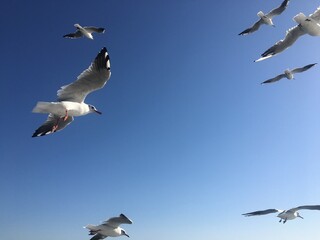 Seagulls flying in a blue sky