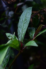 Lush green tropical plant leaves with vibrant purple stems, showcasing fresh, healthy foliage. Ideal for botanical, nature, or wellness themes.