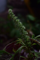 
Vibrant green amaranth plant with its distinctive feathery seed head, set against a natural, dark background. Perfect for botanical, organic food, and healthy living content.