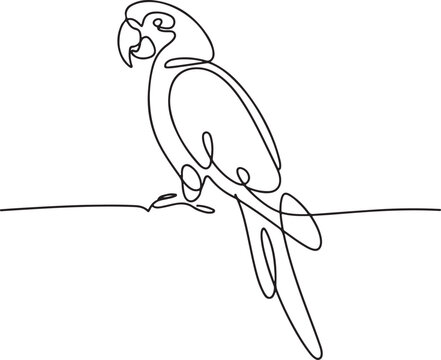 continuous line drawing of a parrot perched in side profile with long tail and curved beak on white background