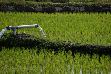 watering the grass