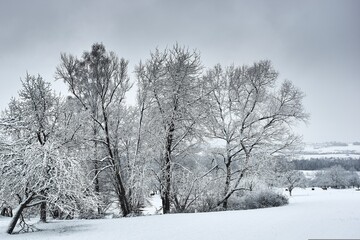 Stunning winter landscape featuring a serene snow-covered pine forest. The trees are heavily blanketed in fresh white snow, creating a peaceful and tranquil atmosphere. A clear blue sky with soft 