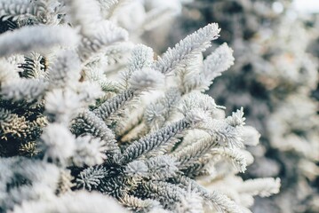 Stunning winter landscape featuring a serene snow-covered pine forest. The trees are heavily blanketed in fresh white snow, creating a peaceful and tranquil atmosphere. A clear blue sky with soft 