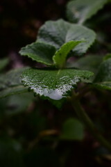 
Lush green Kalanchoe Pinnata leaf holding a clear raindrop, showcasing natural beauty and hydration. Perfect for botanical, wellness, or nature-themed projects.