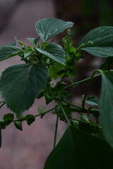 
Lush Acalypha Indica plant with textured green leaves and subtle flowers, ideal for botanical, herbal medicine, and natural wellness themes.
