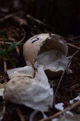 Broken bird's eggshell amidst natural debris with a small sprout, symbolizing new beginnings and nature's delicate life cycle. Ideal for wildlife, environmental, or symbolic themes.