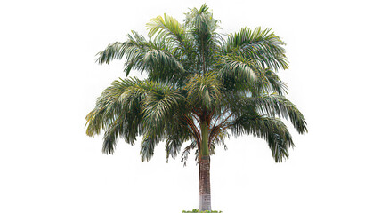 Obraz premium Tropical palm tree with lush green leaves isolated transparency