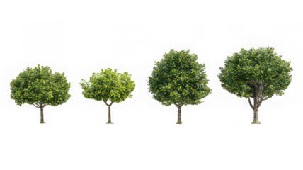 Four green tree isolated transparency background, natural growth