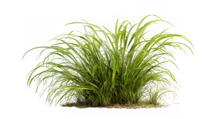 Green grass bush isolated transparency background, fresh