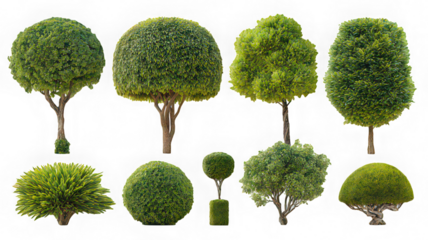 Various green tree types isolated transparency background