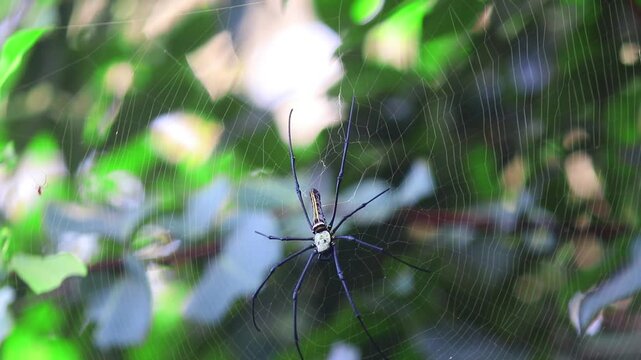 Golden orb-weaver (Nephila pilipes) repairing its web in the morning light. Found in forests and gardens, feeds on flying insects. Known locally as the giant wood spider in English.