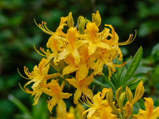 Rhododendron luteum Sweet blooms in spring season
