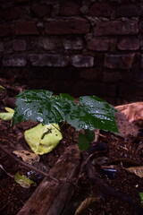 A resilient young plant with glossy, rain-kissed leaves emerges from the earth against a rustic brick backdrop, symbolizing new beginnings and natural growth.