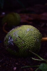 A small, textured green jackfruit or breadfruit rests naturally on the dark ground, showcasing...