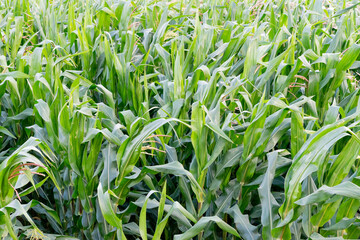 Fototapeta premium A wide, sunlit cornfield stretching across the countryside, with tall green stalks and golden tassels swaying gently in the breeze. The landscape reflects the beauty of rural agriculture and seasonal 
