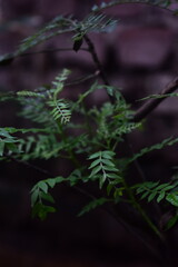 A delicate curry tree branch with lush green leaves emerges from a dark background, perfect for culinary, botanical, or natural themes.