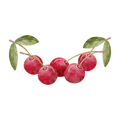 Watercolor illustration of cherry composition juicy fruit with green leaves twig berries pink hand drawn on isolated background for packaging design, label, cards, holidays, clothes, dishes