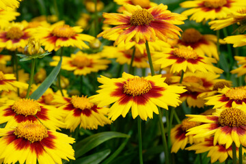 Coreopsis Perennials in the garden
