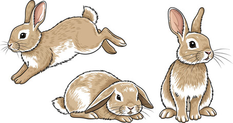 Three cartoon rabbits in different poses one jumping one sitting and one lying down on a white background