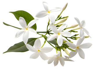 Night flowering jasmine on transparent background